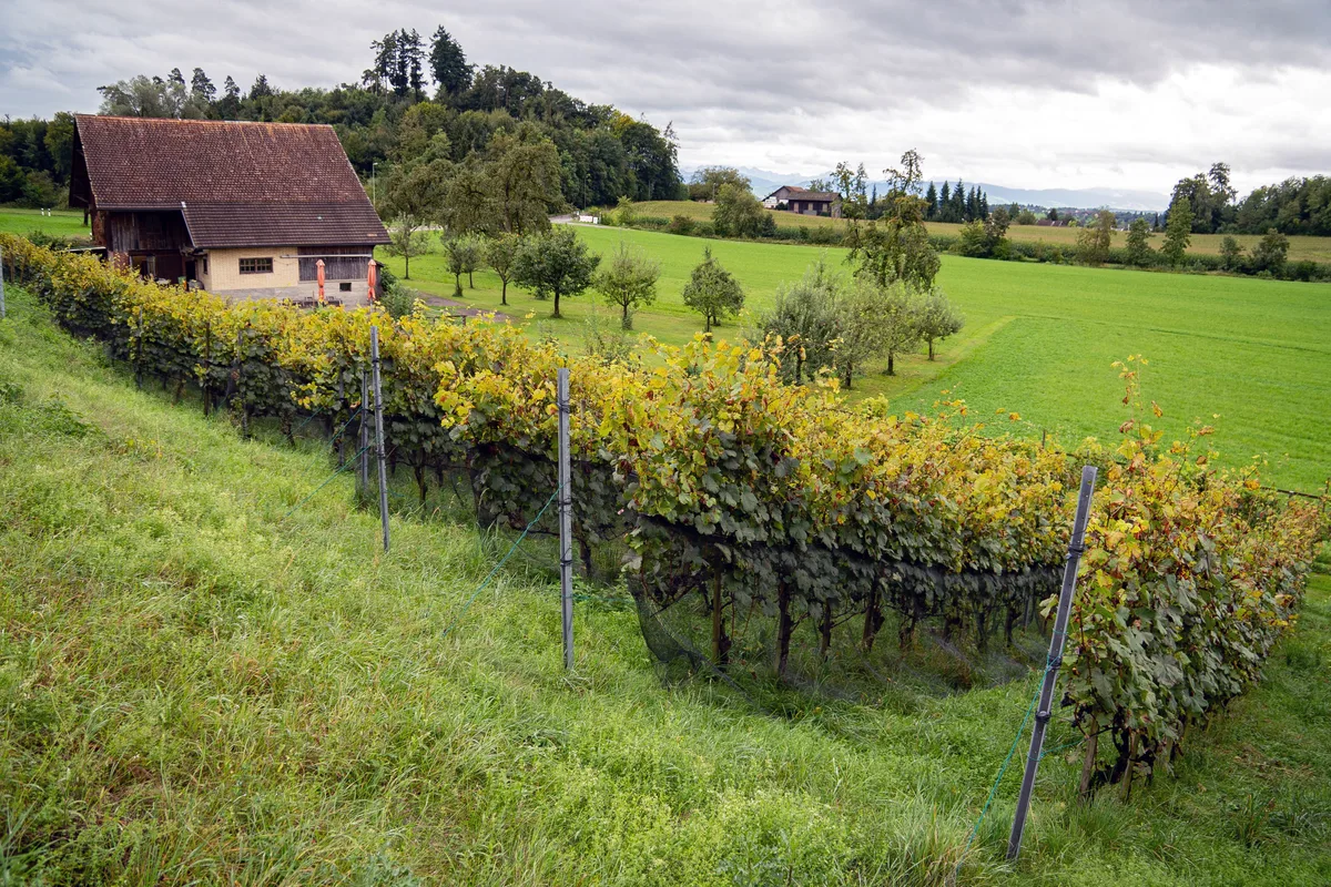 Peter Märki im Rebberg Sulzberg in Pfäffikon.